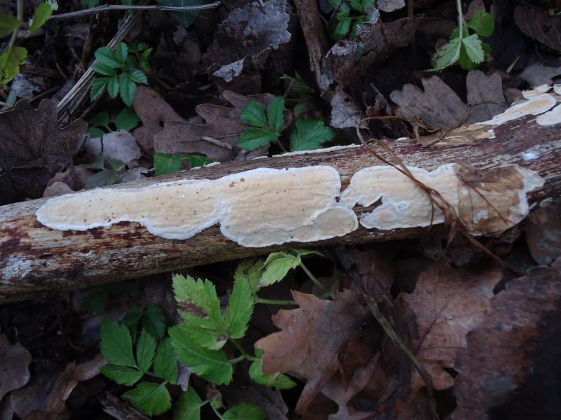 Crosta su Ulmus (Byssomerulius corium)